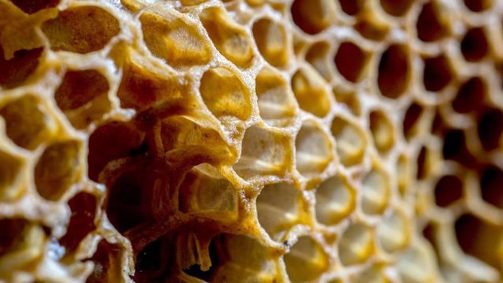 Detalle de obra de Paz Lira