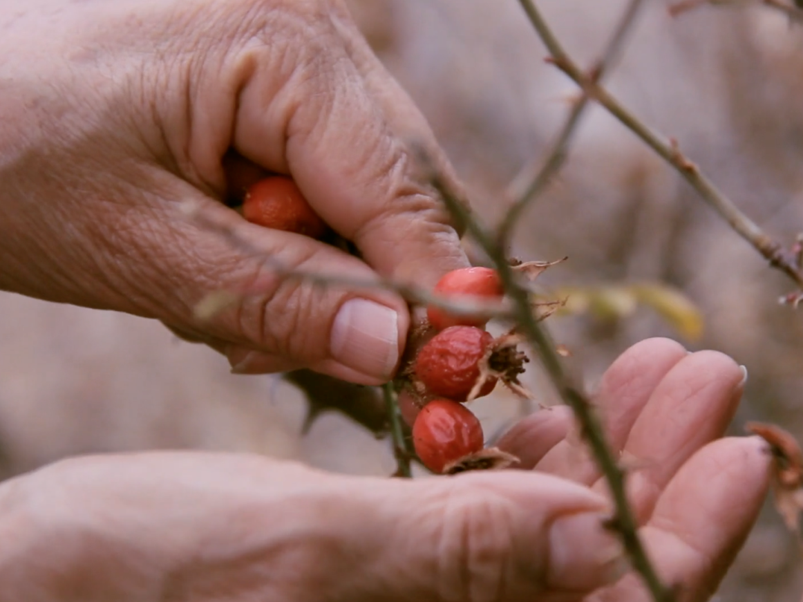 Fotografía de la mano de una mujer tocando una rama con pequeños frutos rojos
