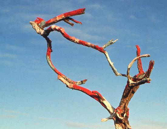 Fotografía del libro Amereida