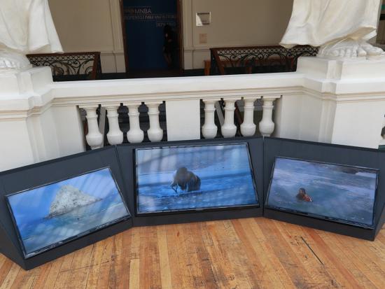 Necia en hall central, segundo piso MNBA