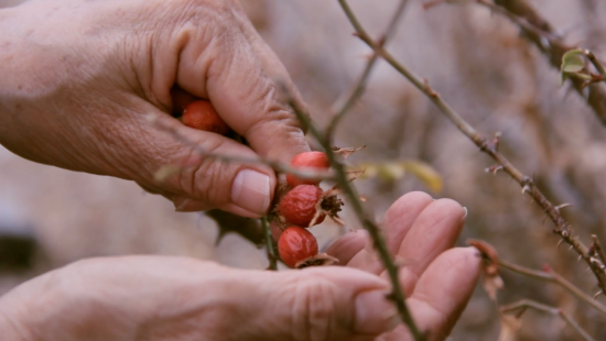 Fotografía de la mano de una mujer tocando una rama con pequeños frutos rojos